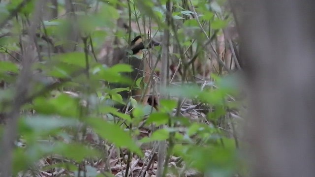 African Pitta - ML511764571