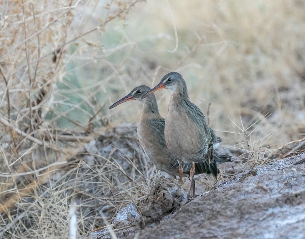 Ridgway's Rail - ML511765161