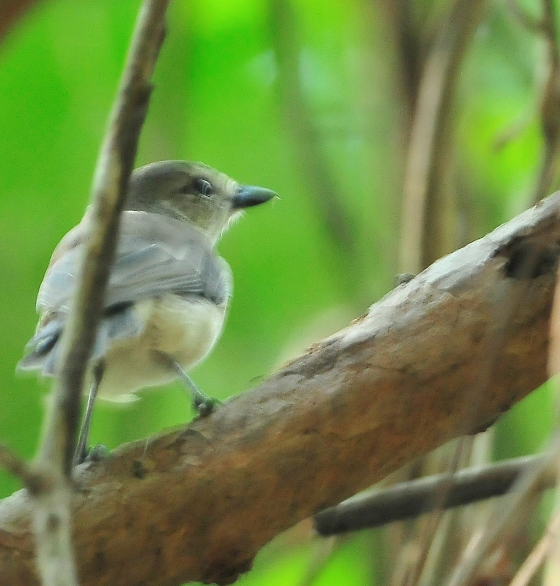 Gray Whistler - ML511765681