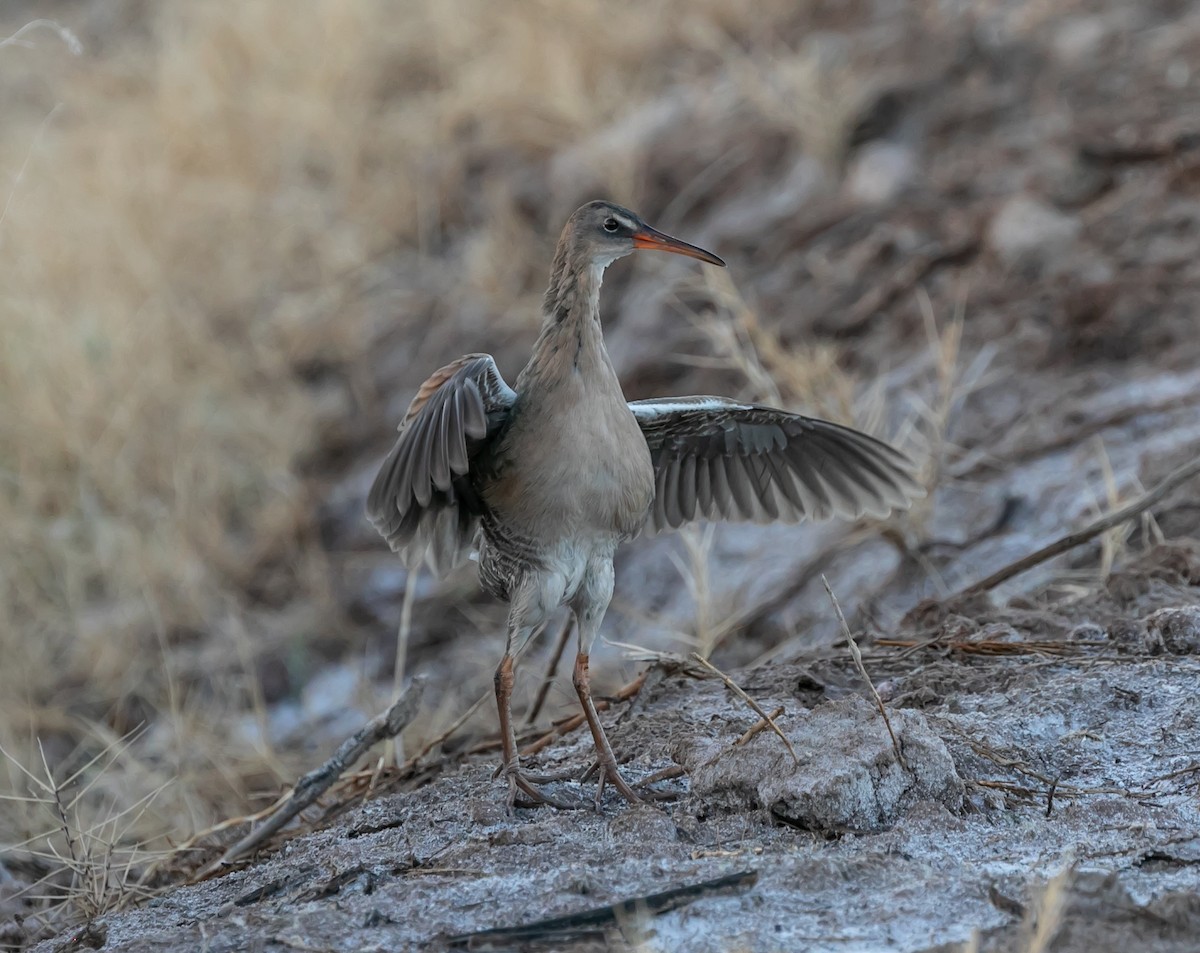 Ridgway's Rail - ML511766511