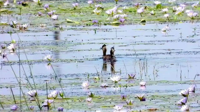 White-backed Duck - ML511766951