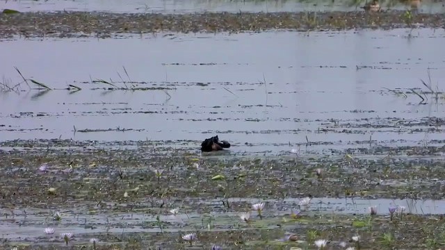 Southern Pochard - ML511767131