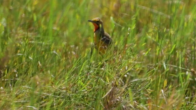 Orange-throated Longclaw - ML511767451