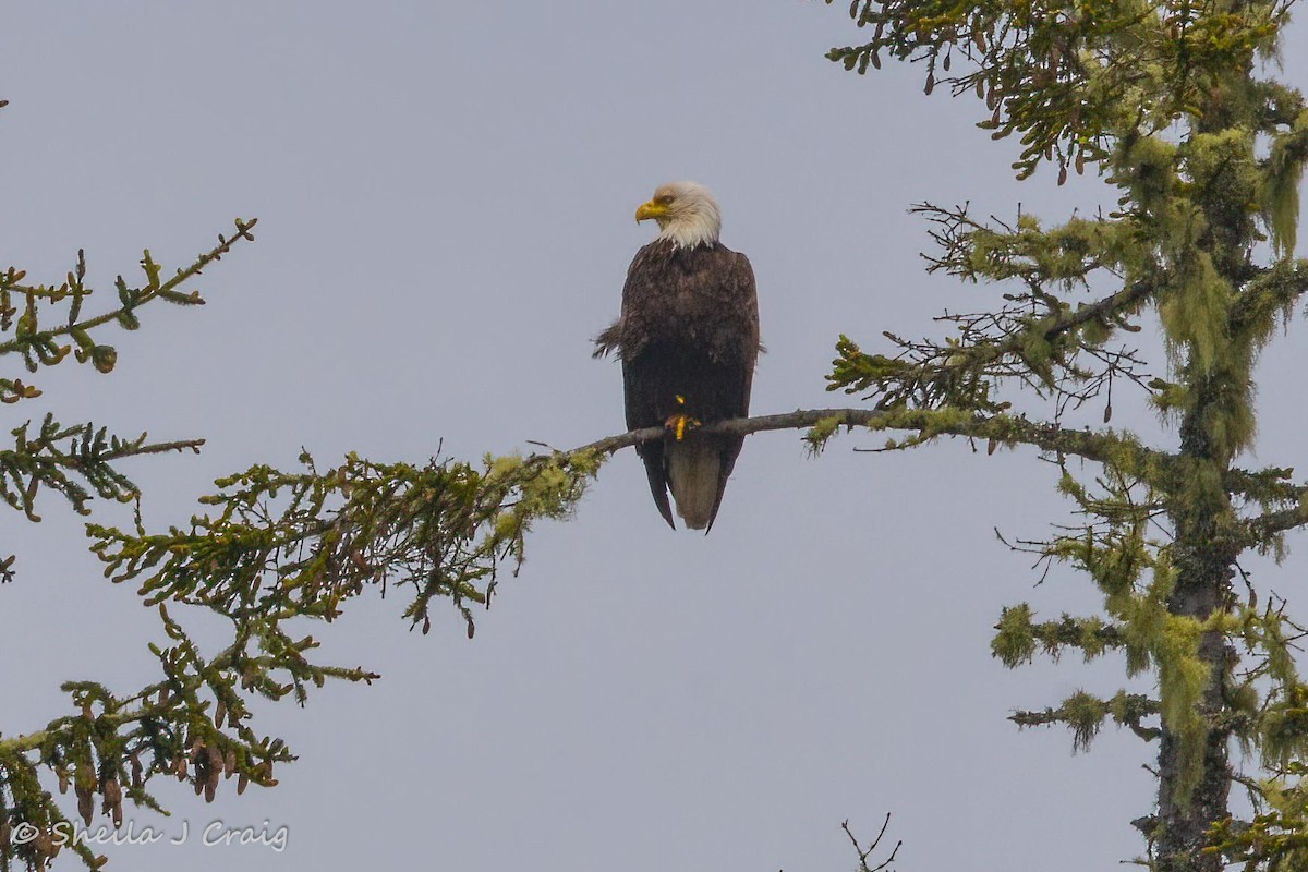 Bald Eagle - ML511768131