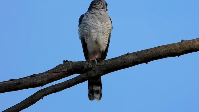 Gabar Goshawk - ML511768181