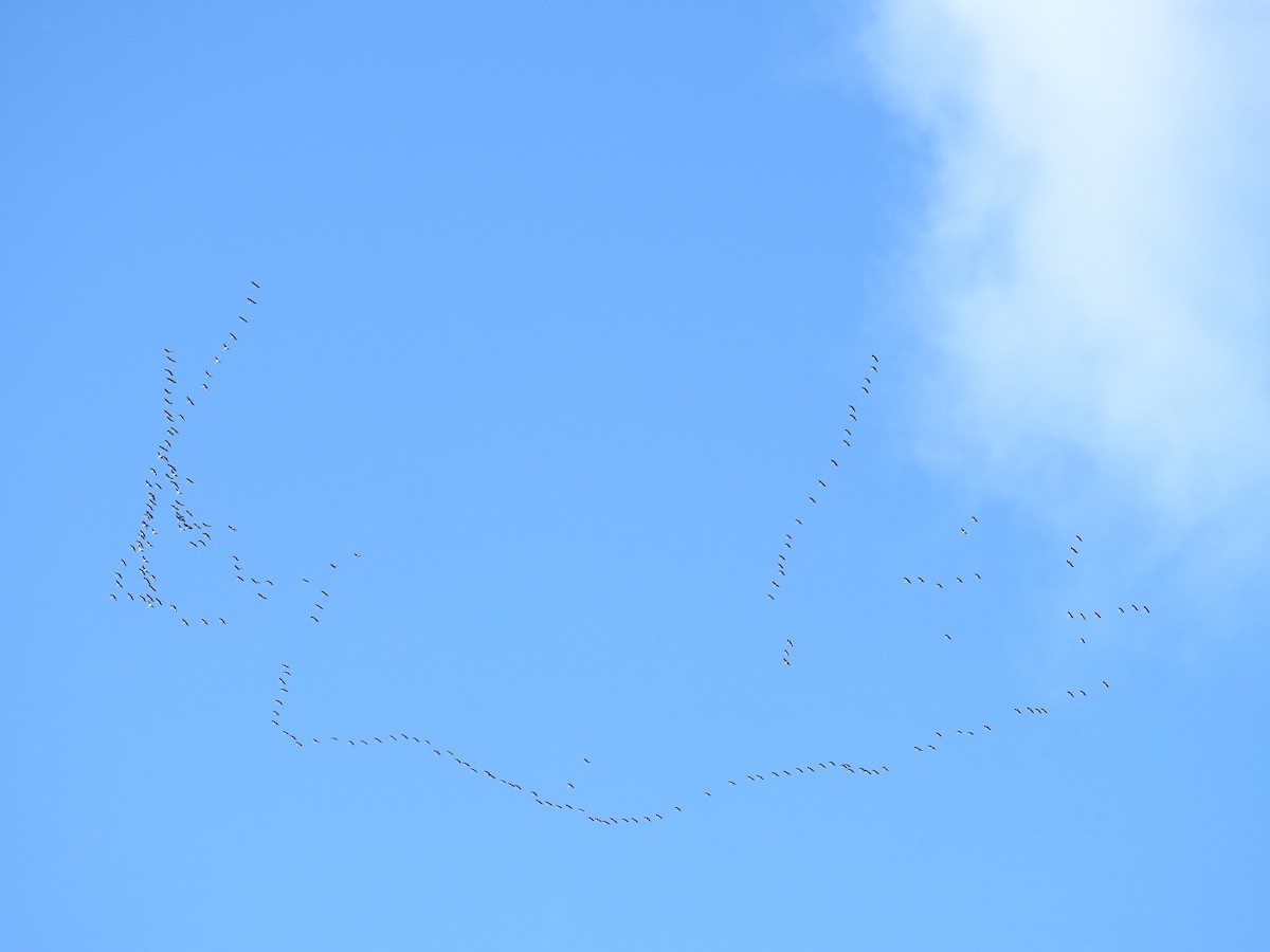 Common Crane - ML511768901