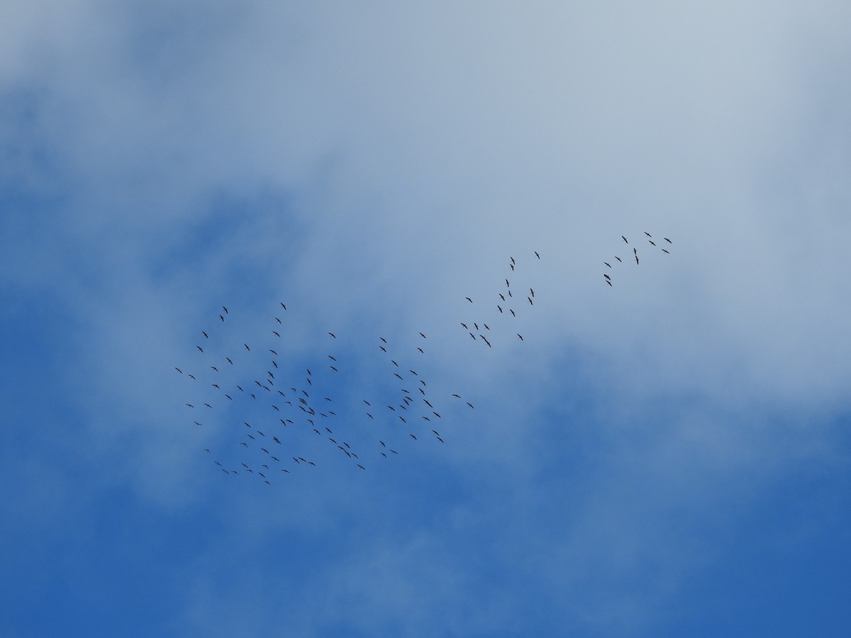 Common Crane - ML511769031