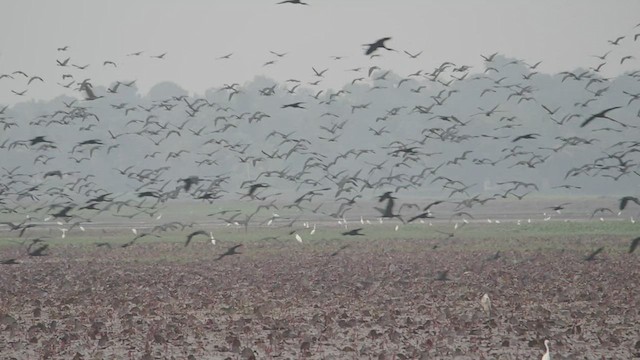 ibis hnědý - ML511769091