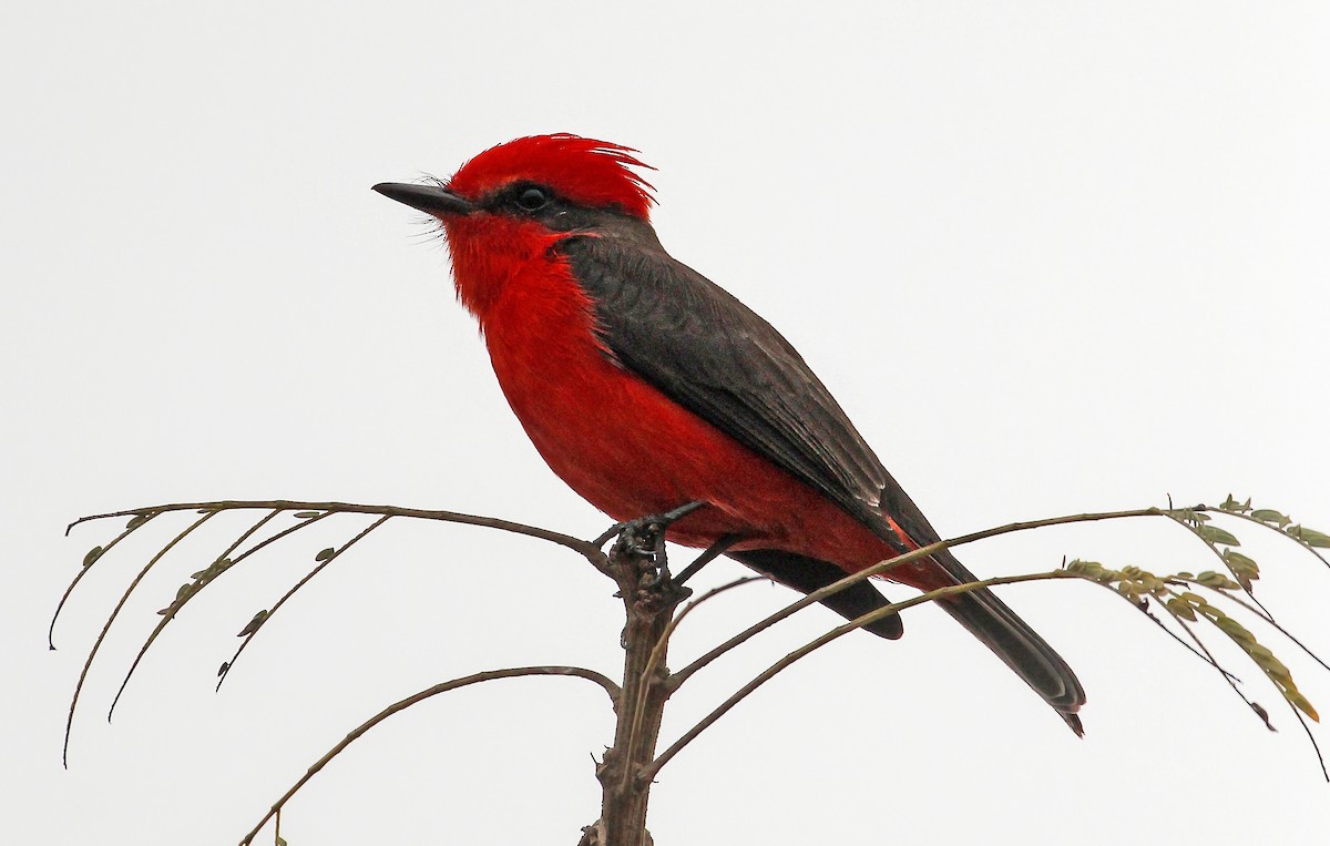 Vermilion Flycatcher - Frank Thierfelder