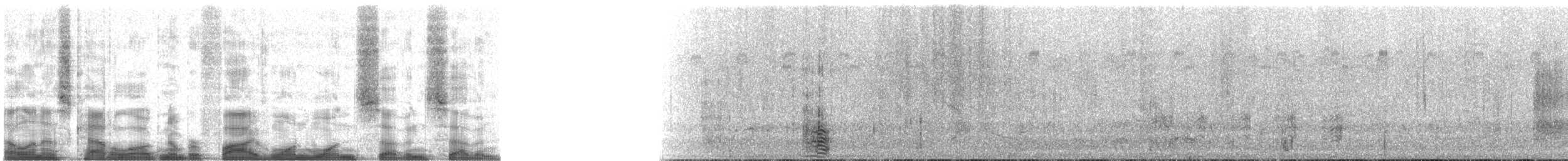 ibis americký - ML51177