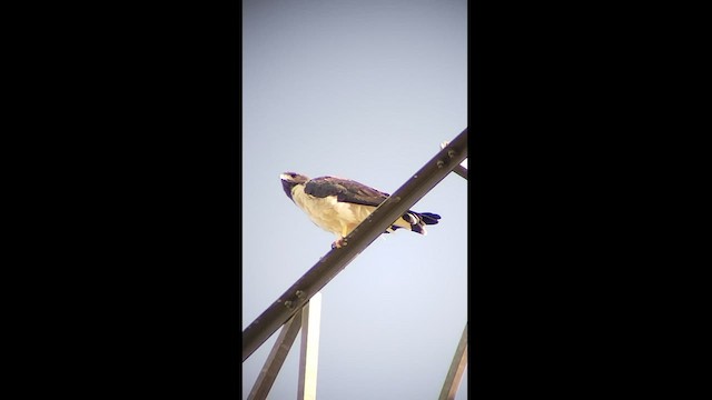 White-tailed Hawk - ML511770241