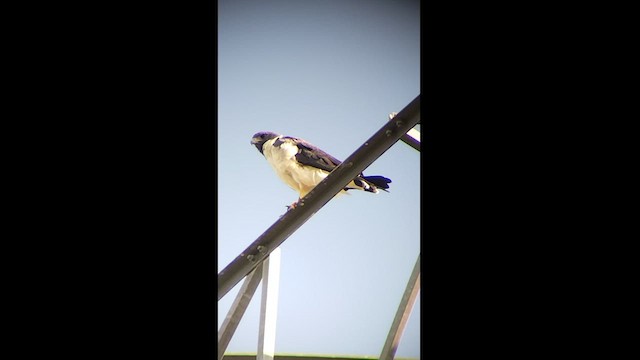 White-tailed Hawk - ML511770271