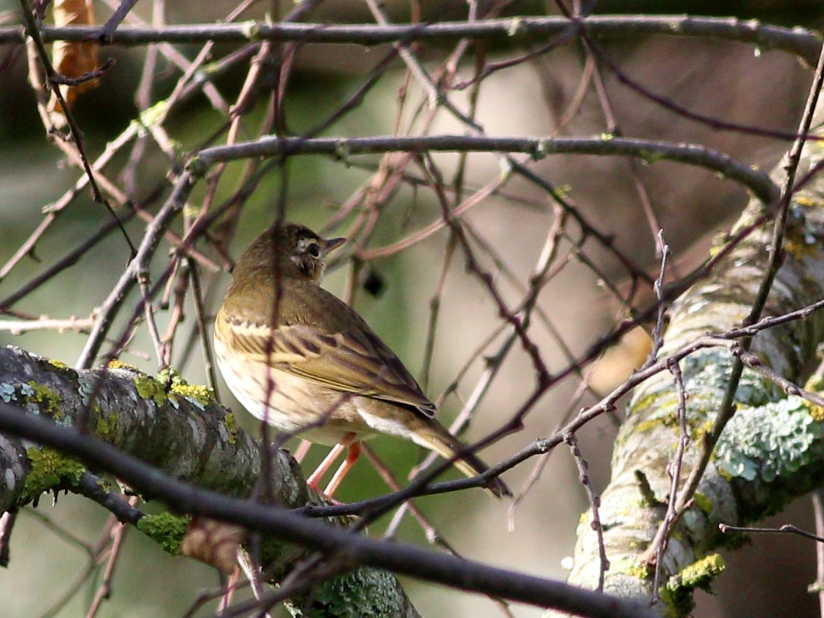 Olive-backed Pipit - ML511771231