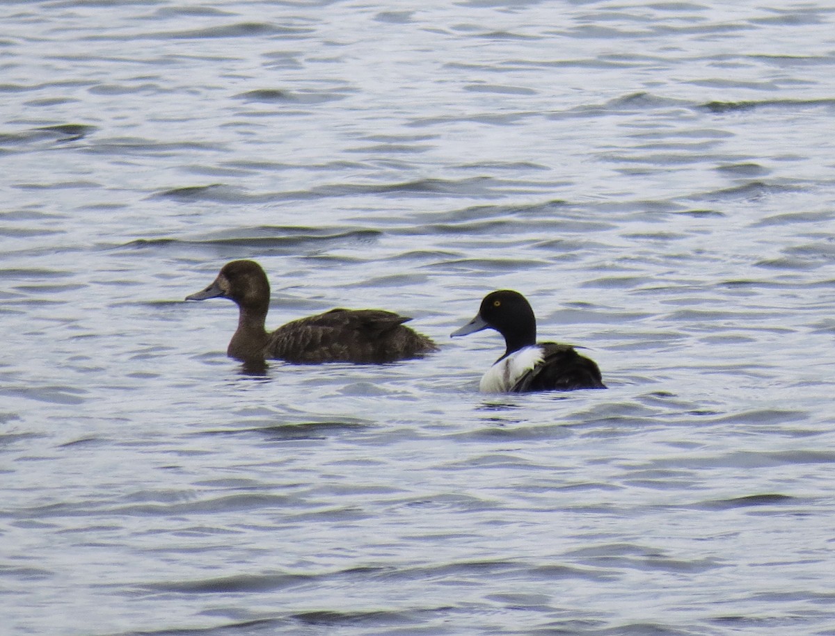 Greater Scaup - ML511771371