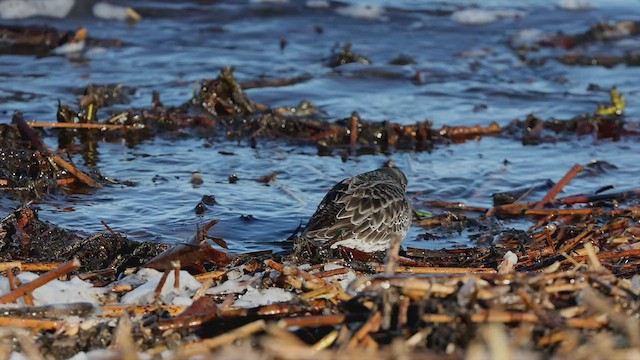 Purple Sandpiper - ML511772501