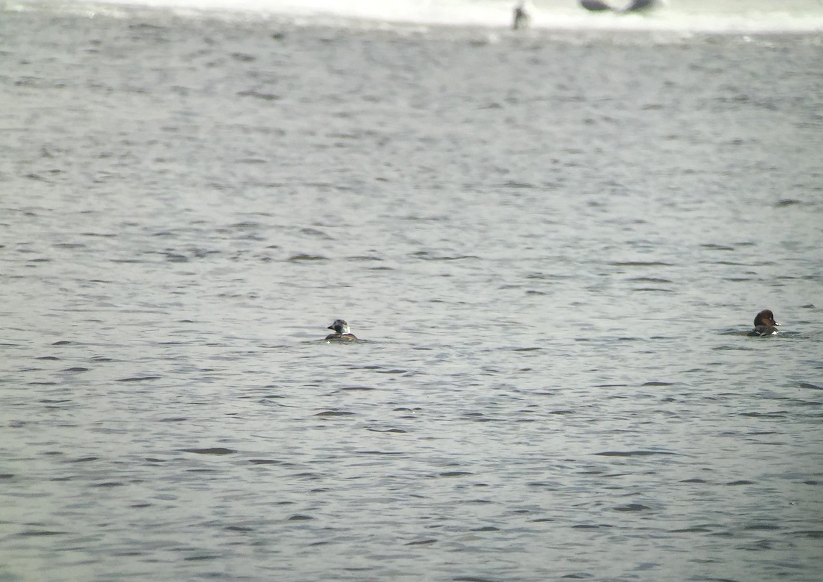 Long-tailed Duck - ML51177471