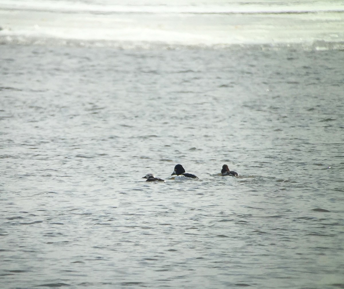 Long-tailed Duck - ML51177481