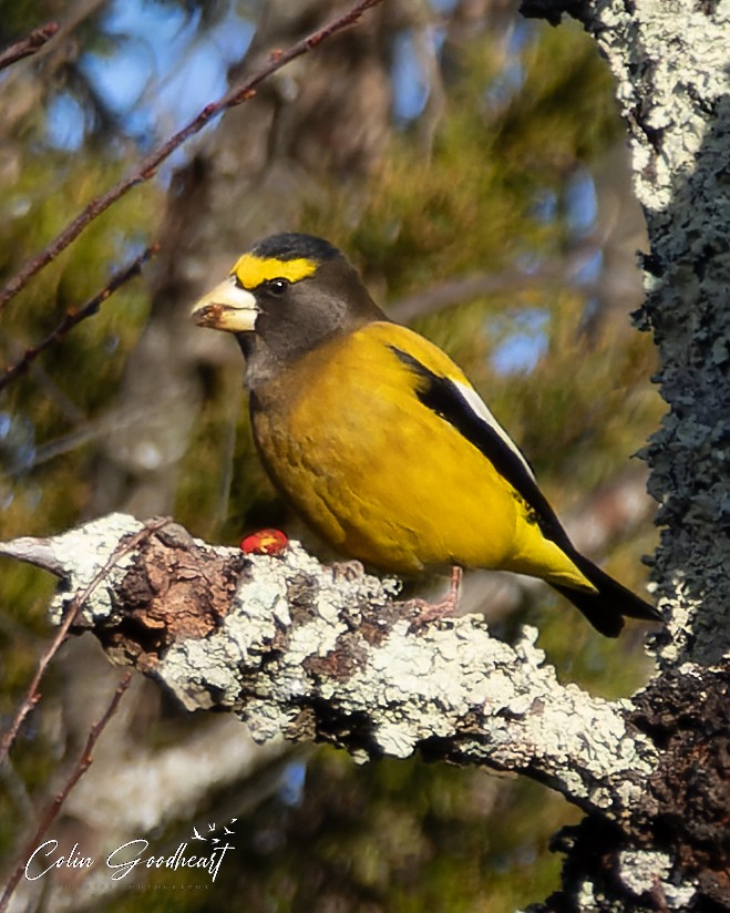 dlask žlutočelý - ML511775951