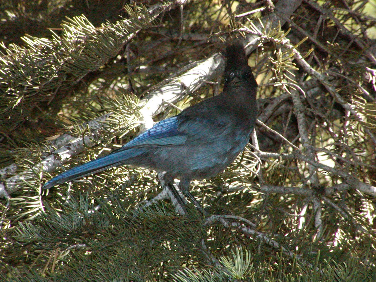 Steller's Jay - ML511776291