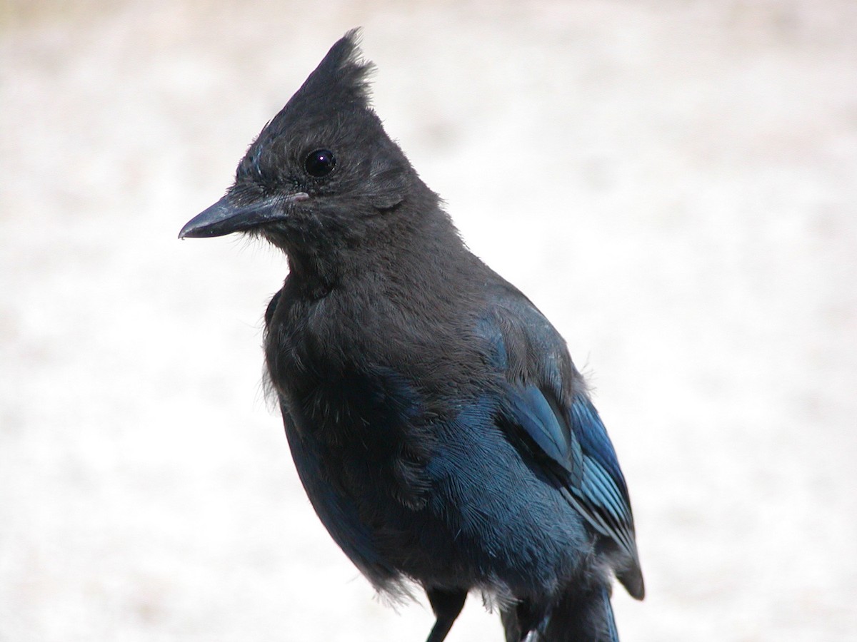 Steller's Jay - ML511776371