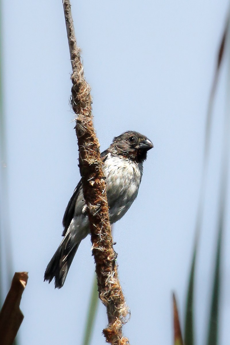 Chestnut-throated Seedeater - ML511776601