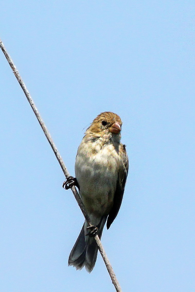 Chestnut-throated Seedeater - ML511776631