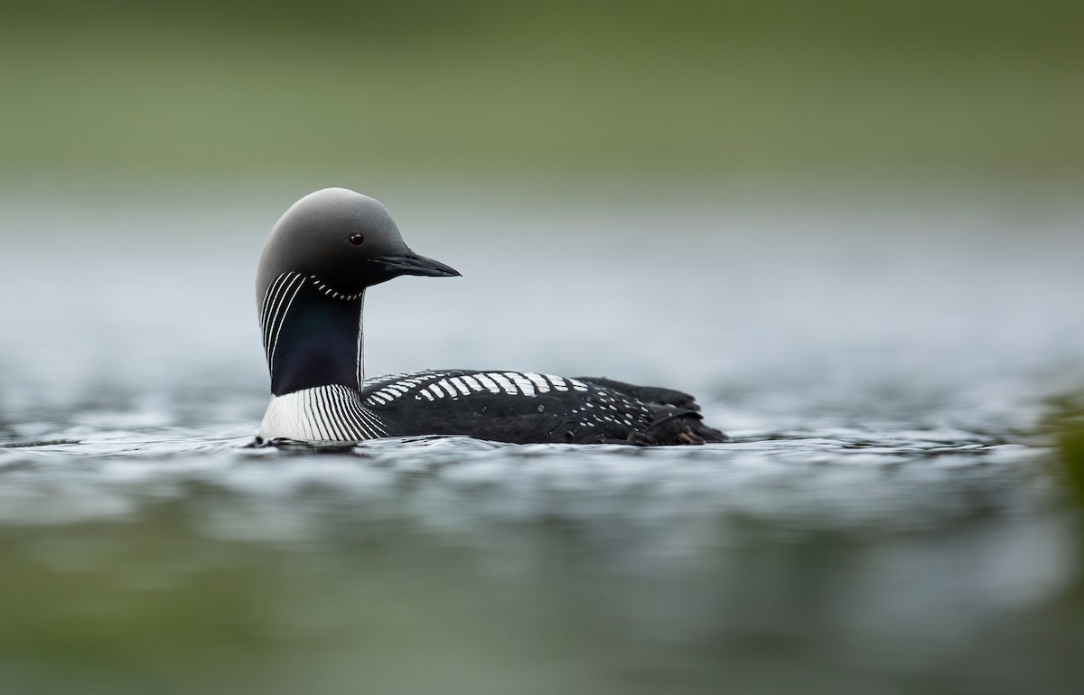 Pacific Loon - ML511777051