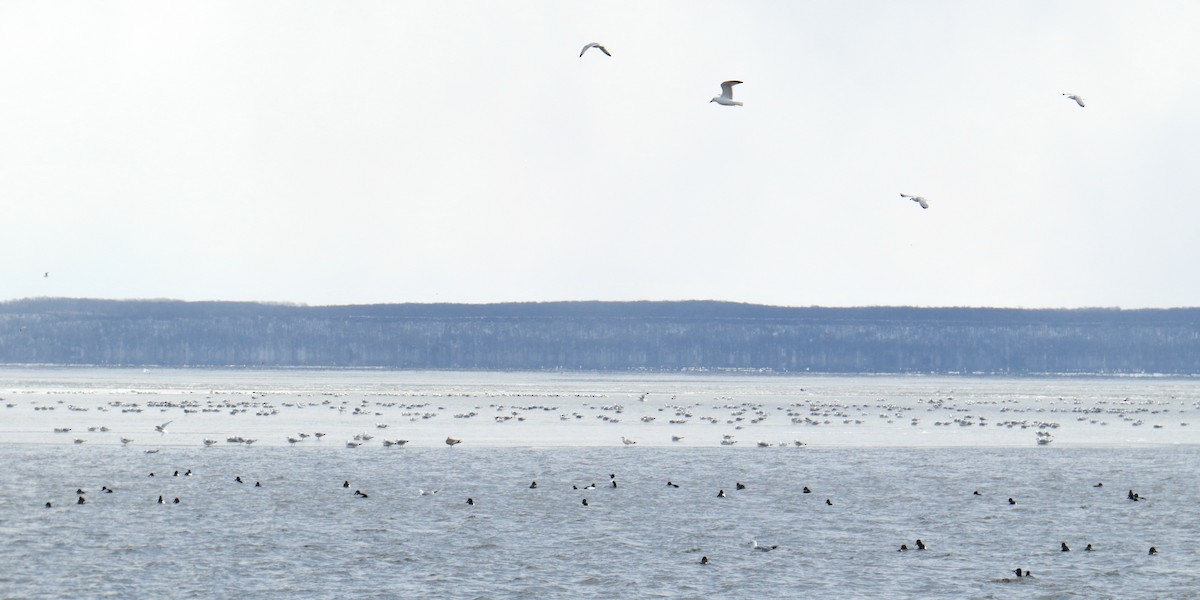 Ring-billed Gull - Stuart Malcolm