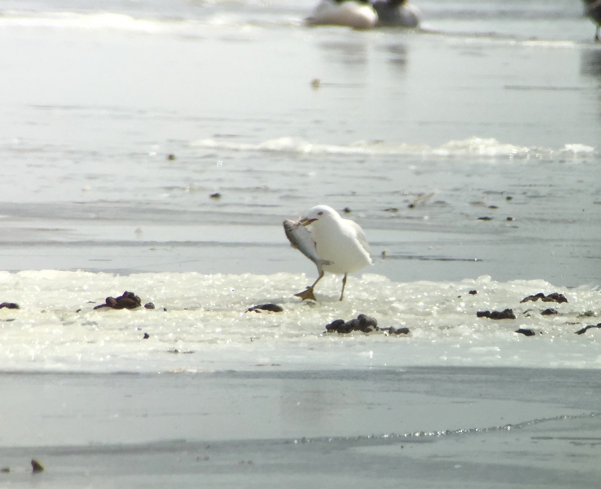 Ring-billed Gull - Stuart Malcolm