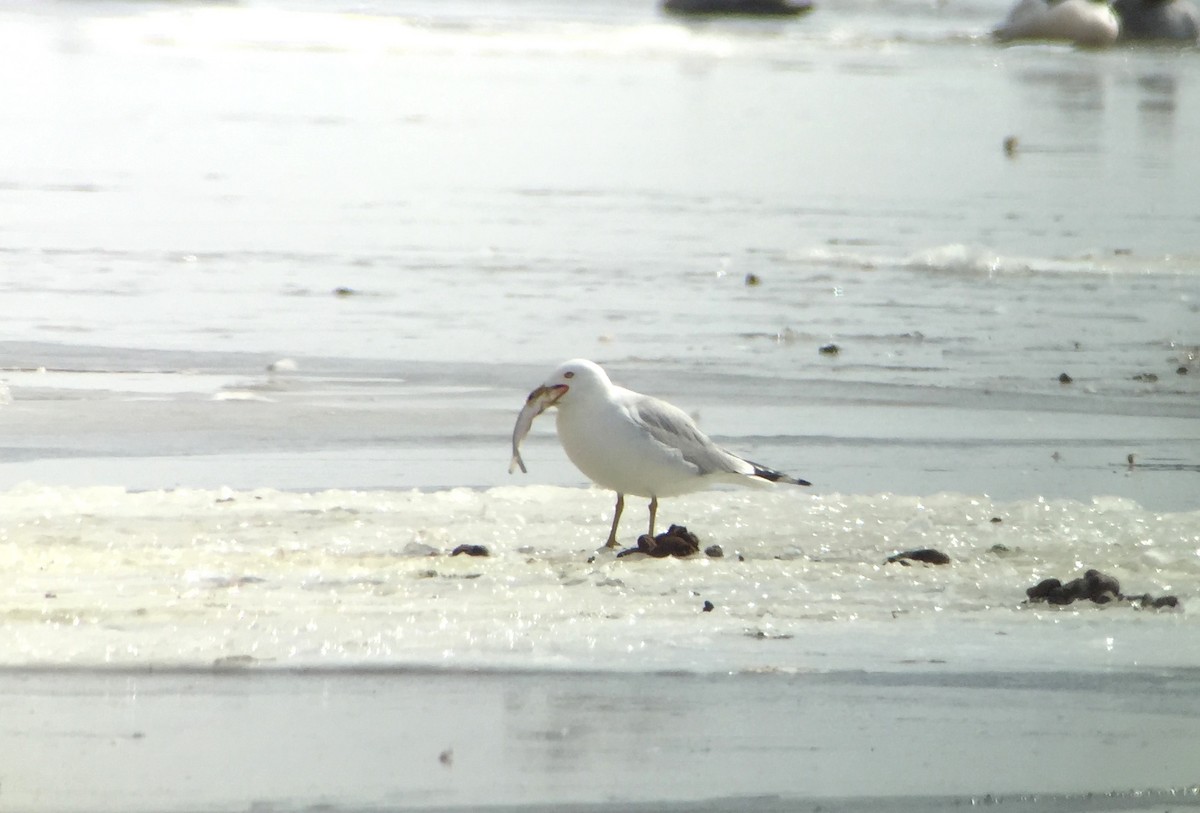 Ring-billed Gull - ML51177771