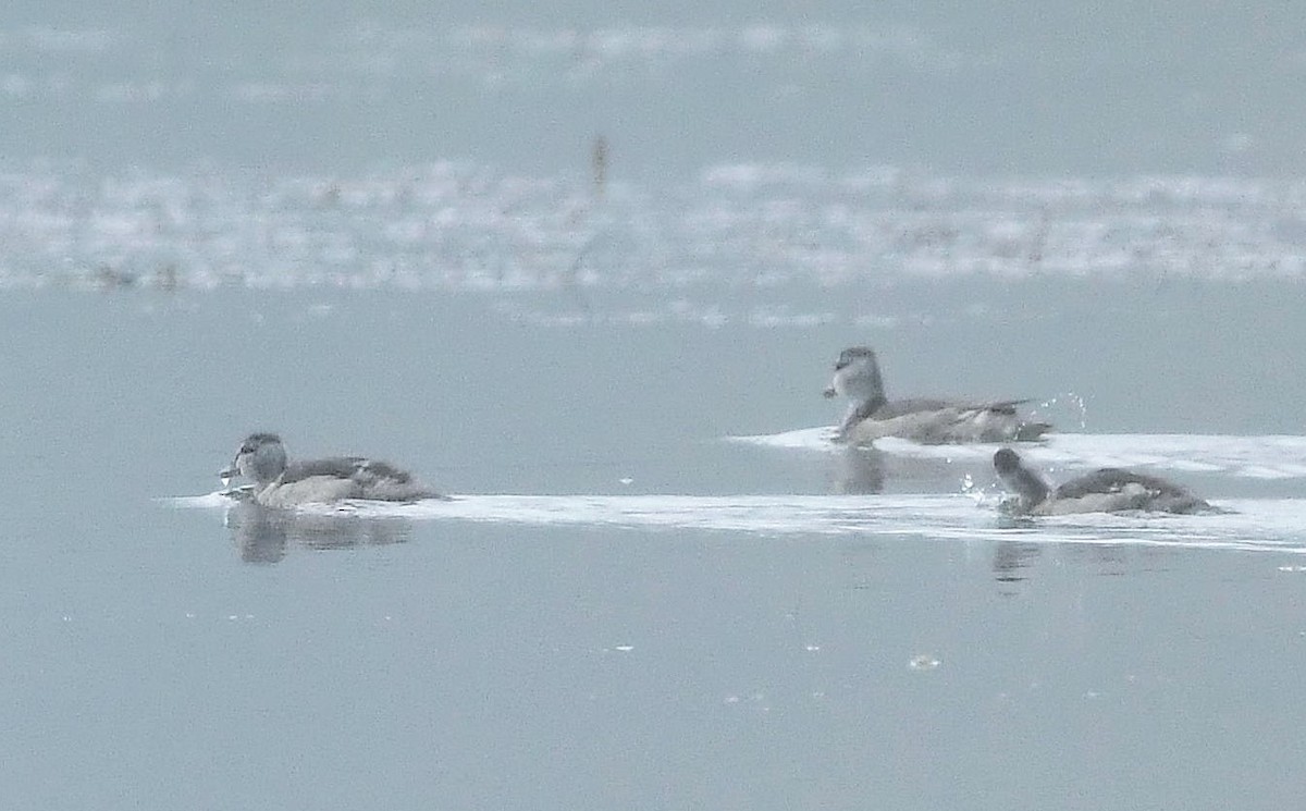 Cotton Pygmy-Goose - ML511778091