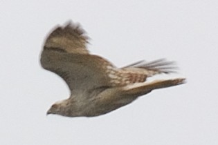 Red-tailed Hawk (Krider's) - ML51177831