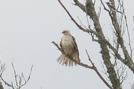 Red-tailed Hawk (Krider's) - ML51177841