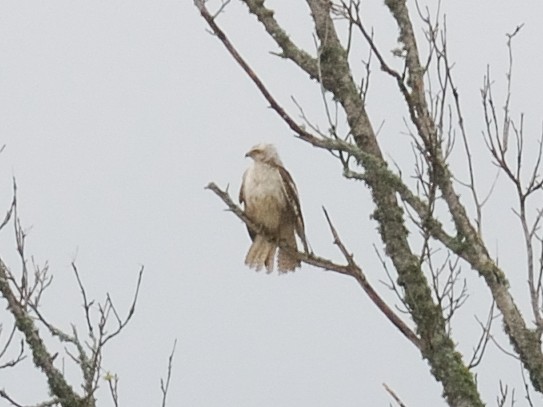 Red-tailed Hawk (Krider's) - ML51177851