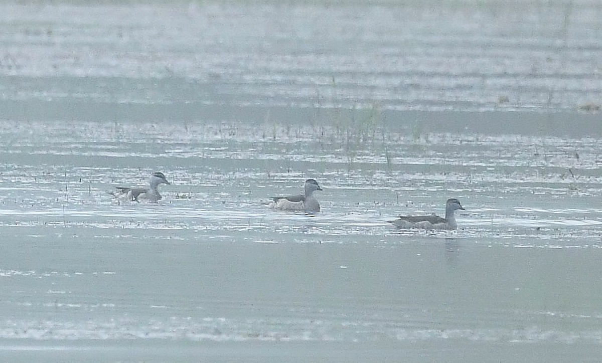 Cotton Pygmy-Goose - ML511779121