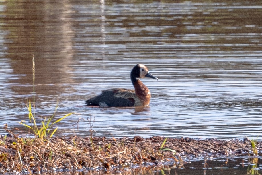 White-faced Whistling-Duck - ML511779631