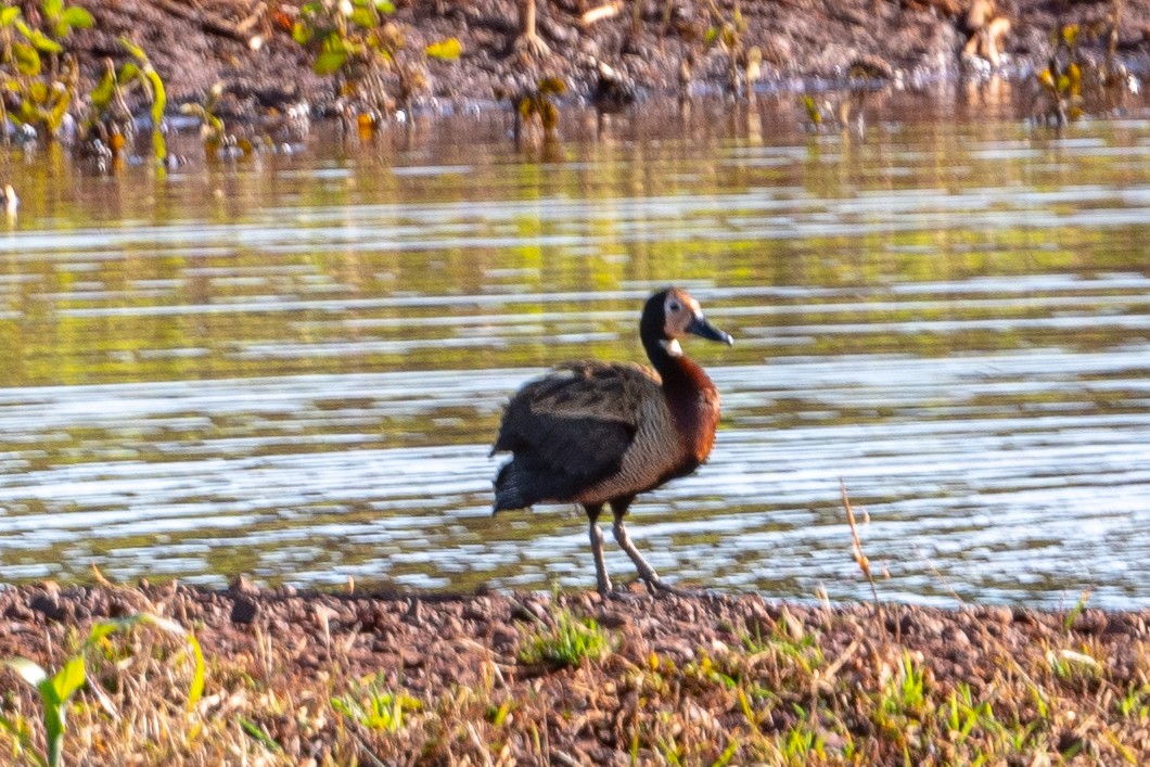 White-faced Whistling-Duck - ML511779641