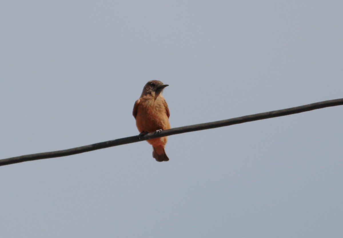 Cliff Flycatcher - ML511780101