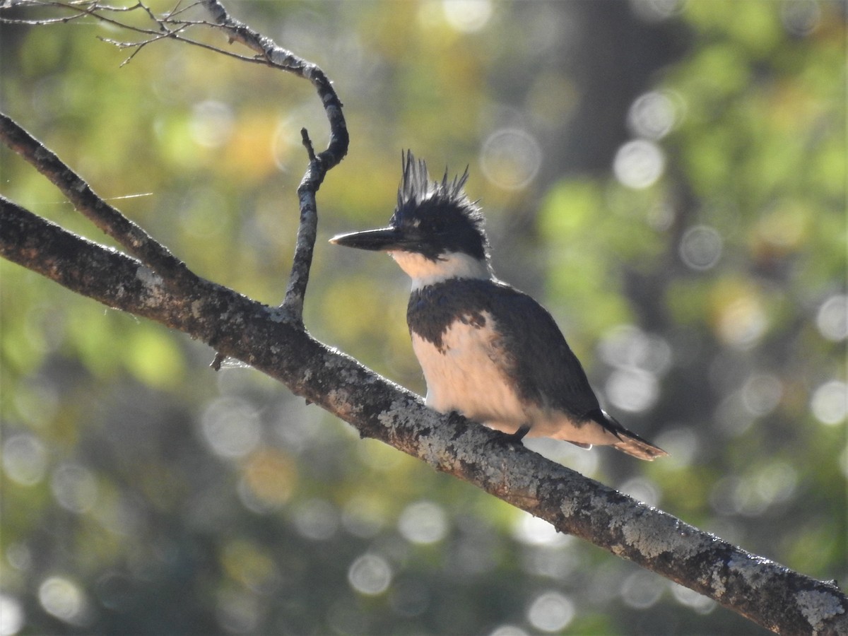 Belted Kingfisher - ML511780131