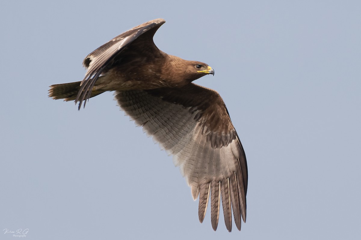 Indian Spotted Eagle - ML511780471