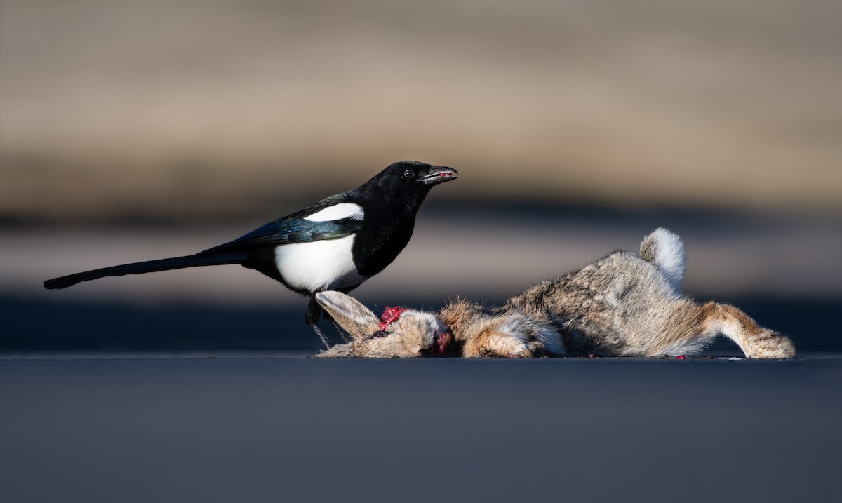 Black-billed Magpie - ML511782131