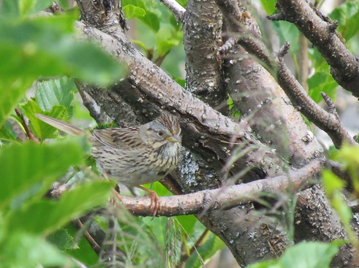 Lincoln's Sparrow - Rob Van Epps