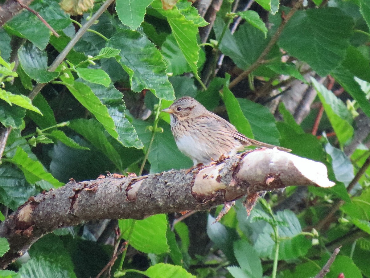 Lincoln's Sparrow - ML511782561