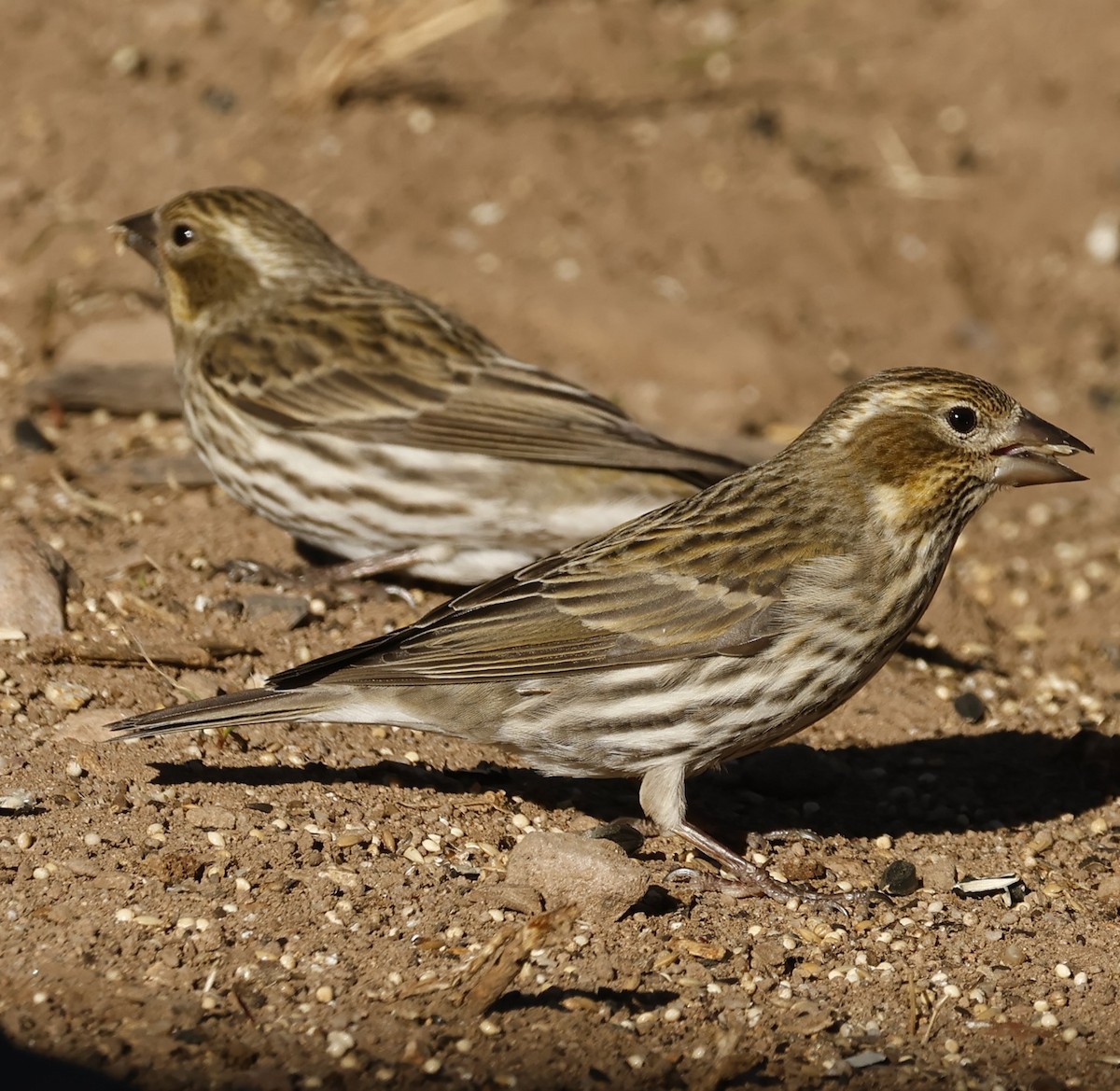 Cassin's Finch - ML511782951