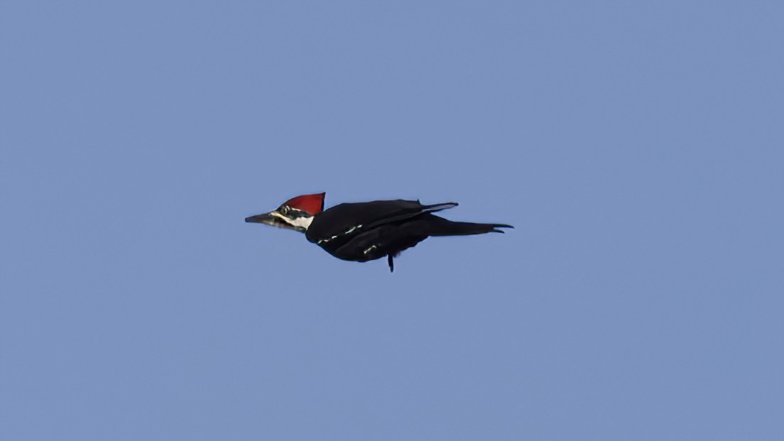 Pileated Woodpecker - ML511783011