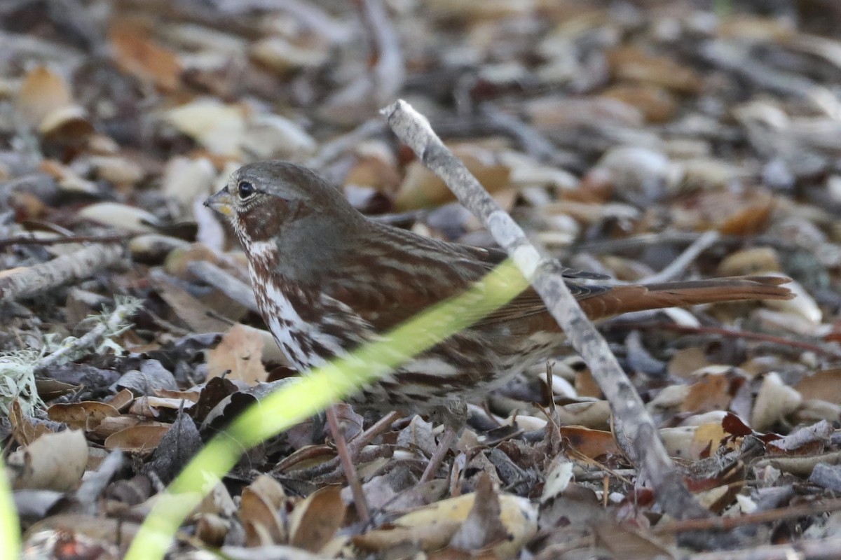 Fox Sparrow (Red) - ML511783121