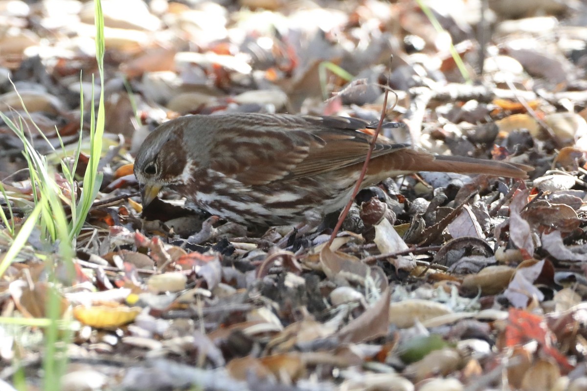 Fox Sparrow (Red) - ML511783131