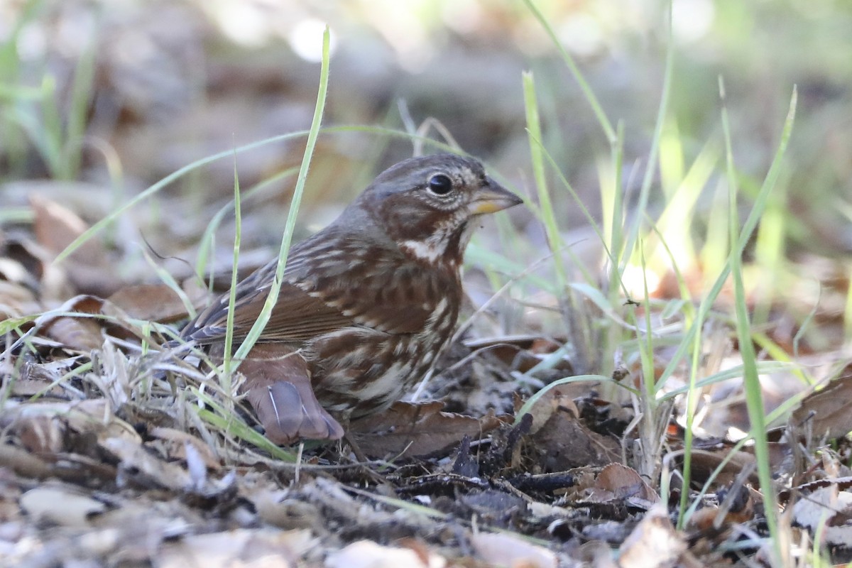 Fox Sparrow (Red) - ML511783141