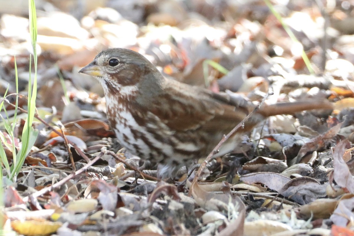 Fox Sparrow (Red) - ML511783151