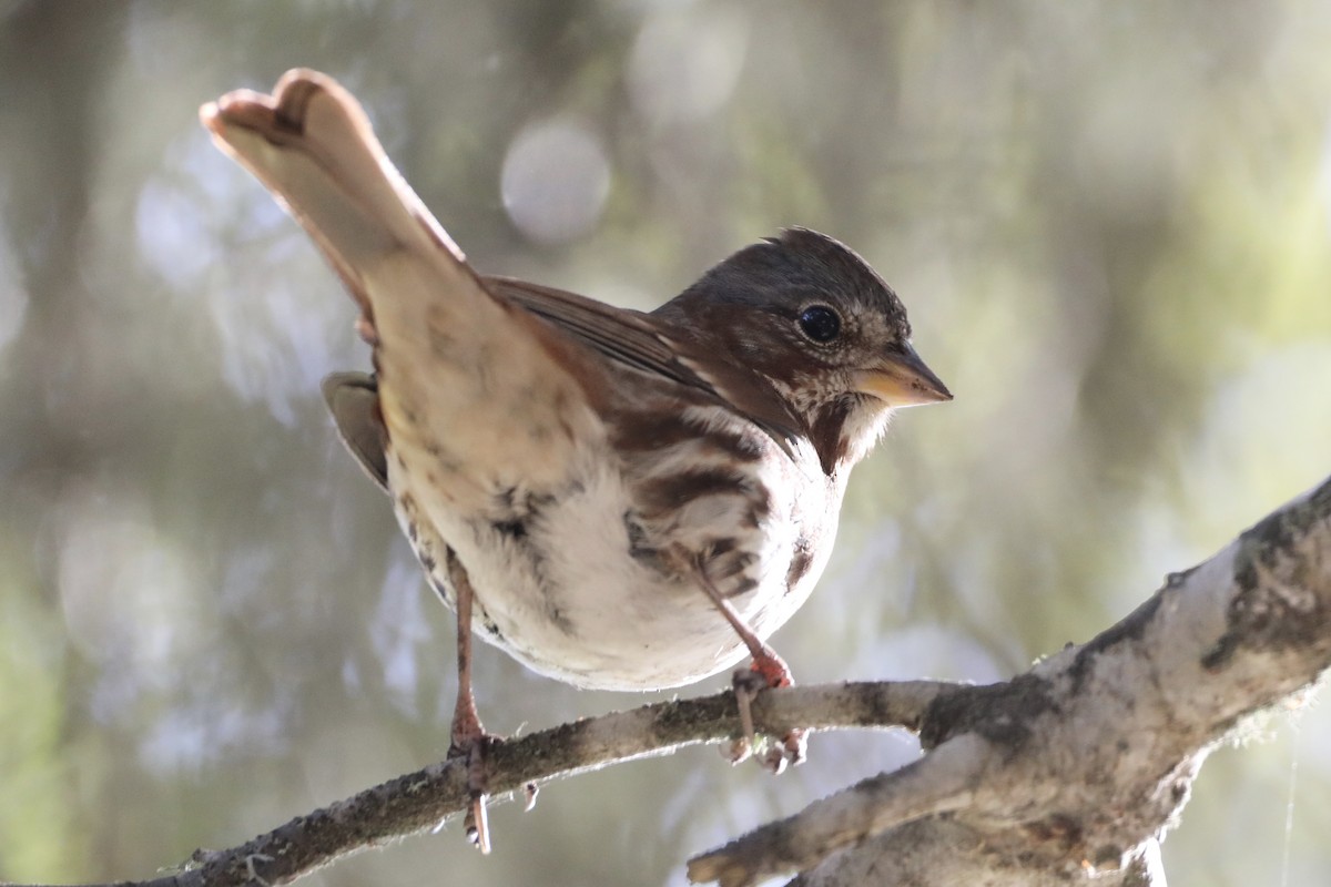 Fox Sparrow (Red) - ML511783161